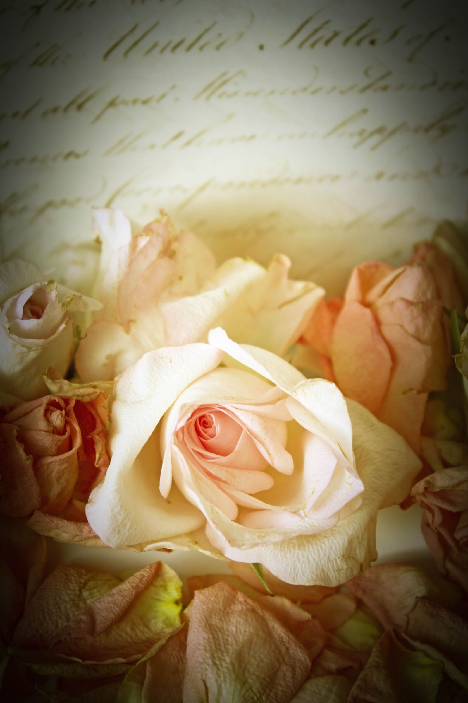 Canon EOS 600D (Rebel EOS T3i / EOS Kiss X5) sample photo. Roses, vintage, playful photography