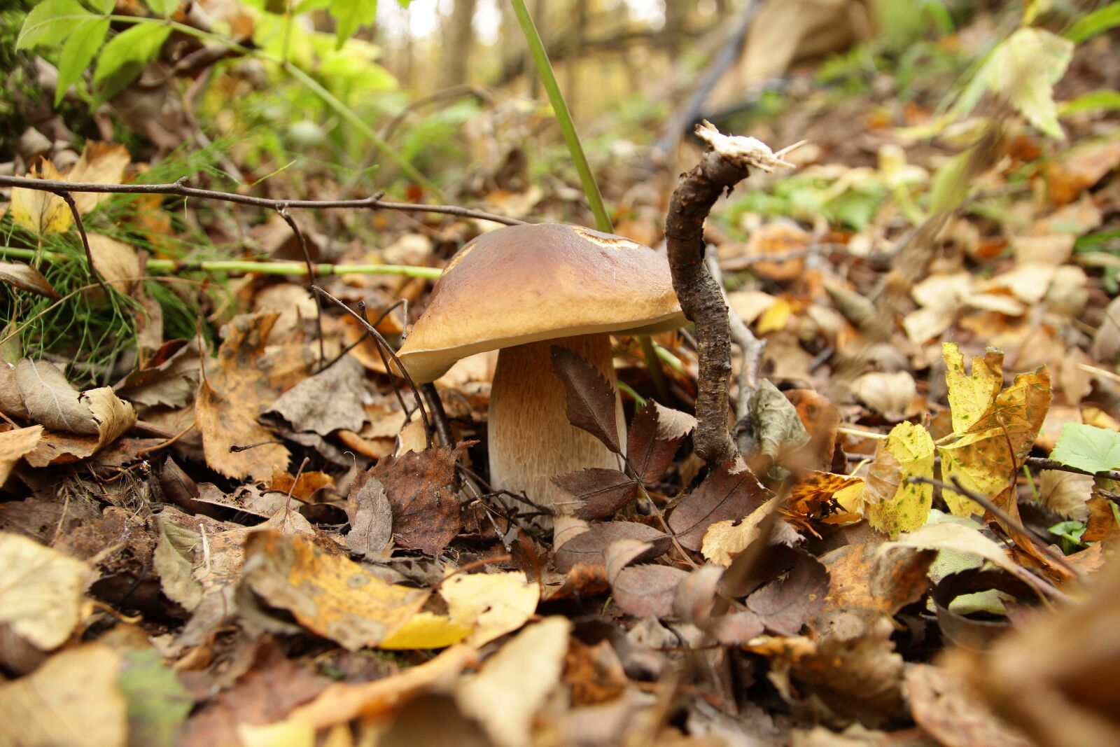 Canon EOS 600D (Rebel EOS T3i / EOS Kiss X5) sample photo. "White mushroom, forest, mixed" photography