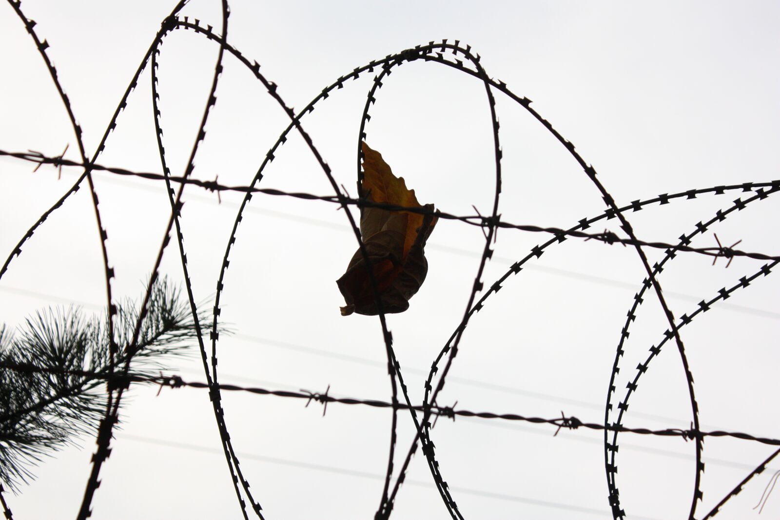 Canon EOS 450D (EOS Rebel XSi / EOS Kiss X2) sample photo. Barbed wire, leaves, pm photography