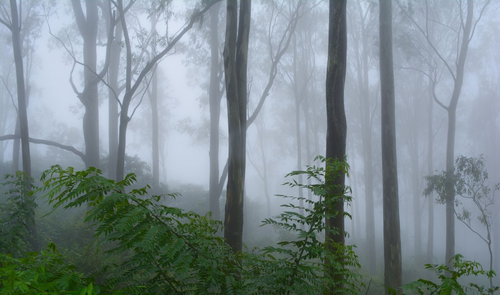 Nikon D5200 sample photo. Fog, trees, nature photography