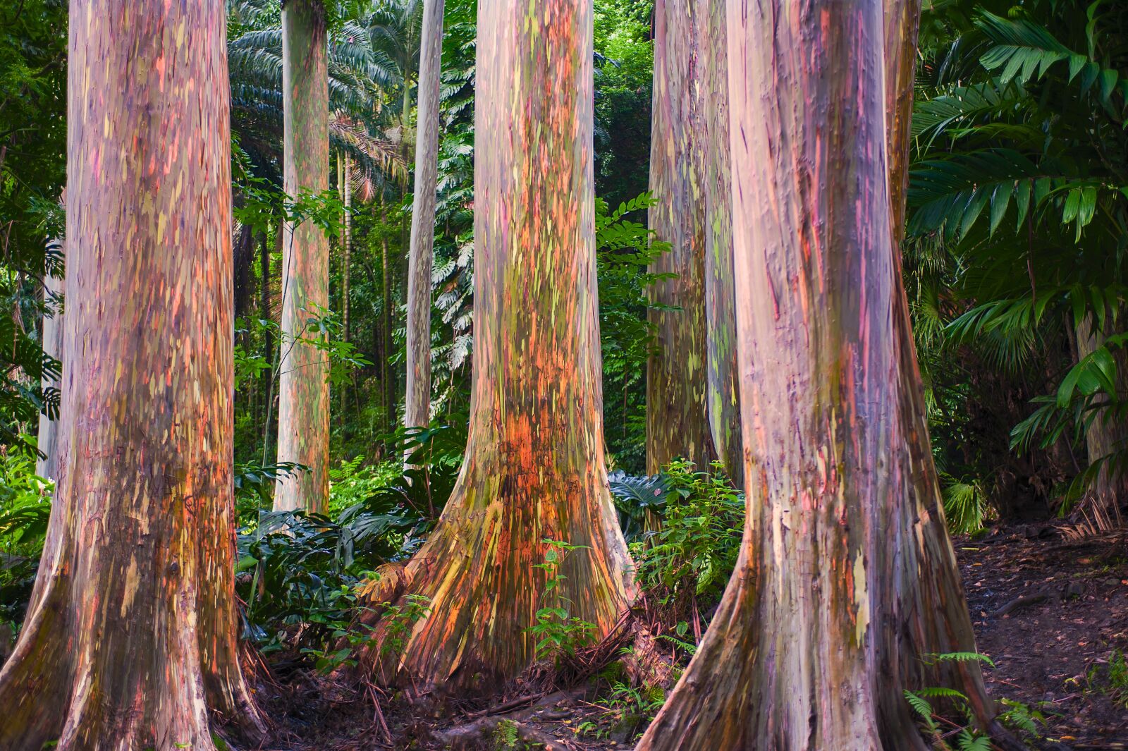 Nikon D700 sample photo. Trees, forest, eucalyptus photography