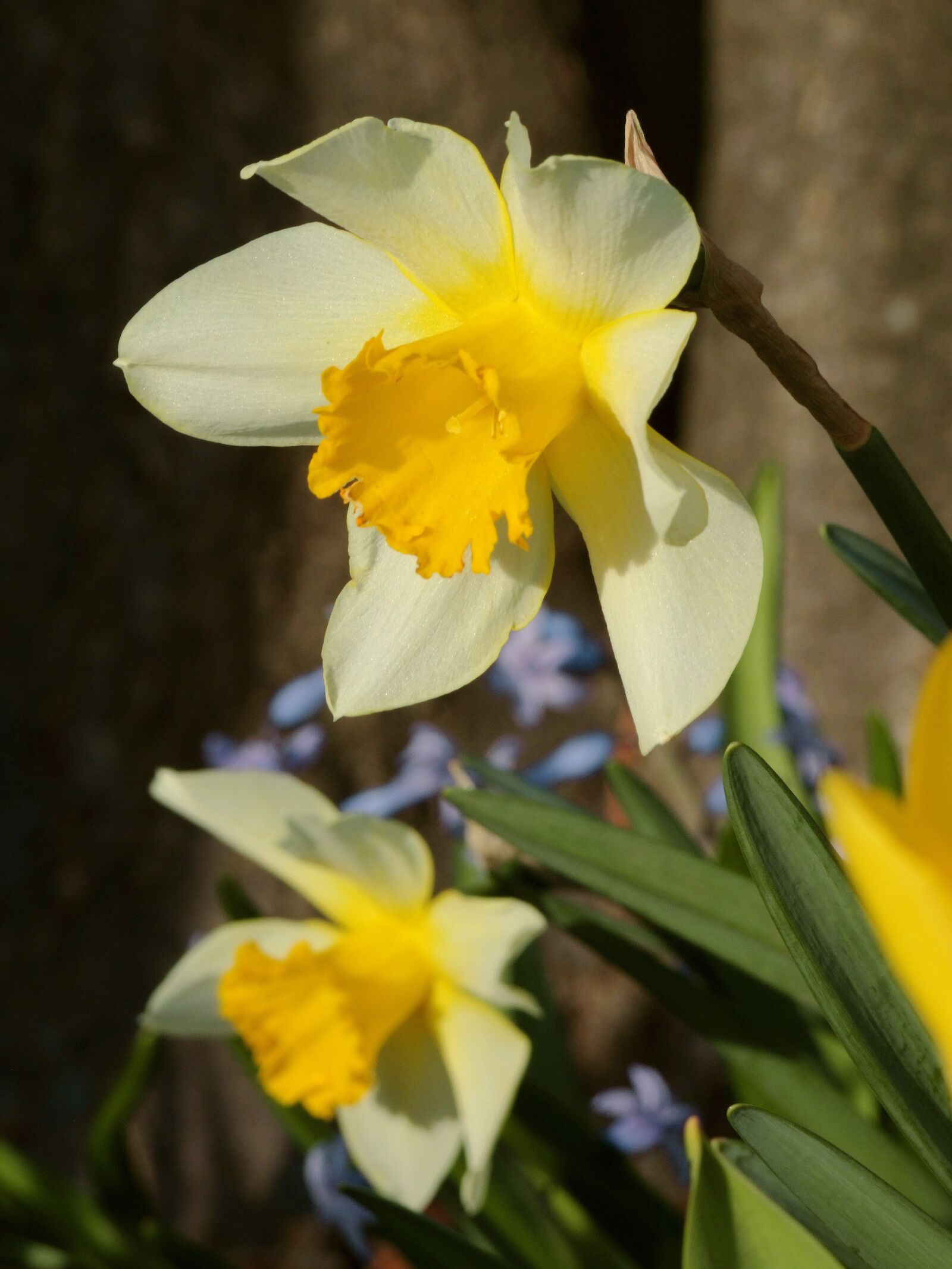 Fujifilm FinePix S100fs sample photo. Daffodil, spring, beautiful photography