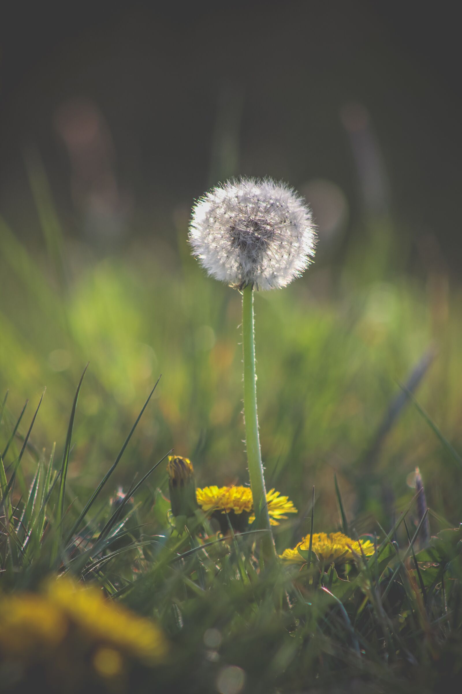 Canon EF75-300mm f/4-5.6 sample photo. Dandelion, nature, flower photography