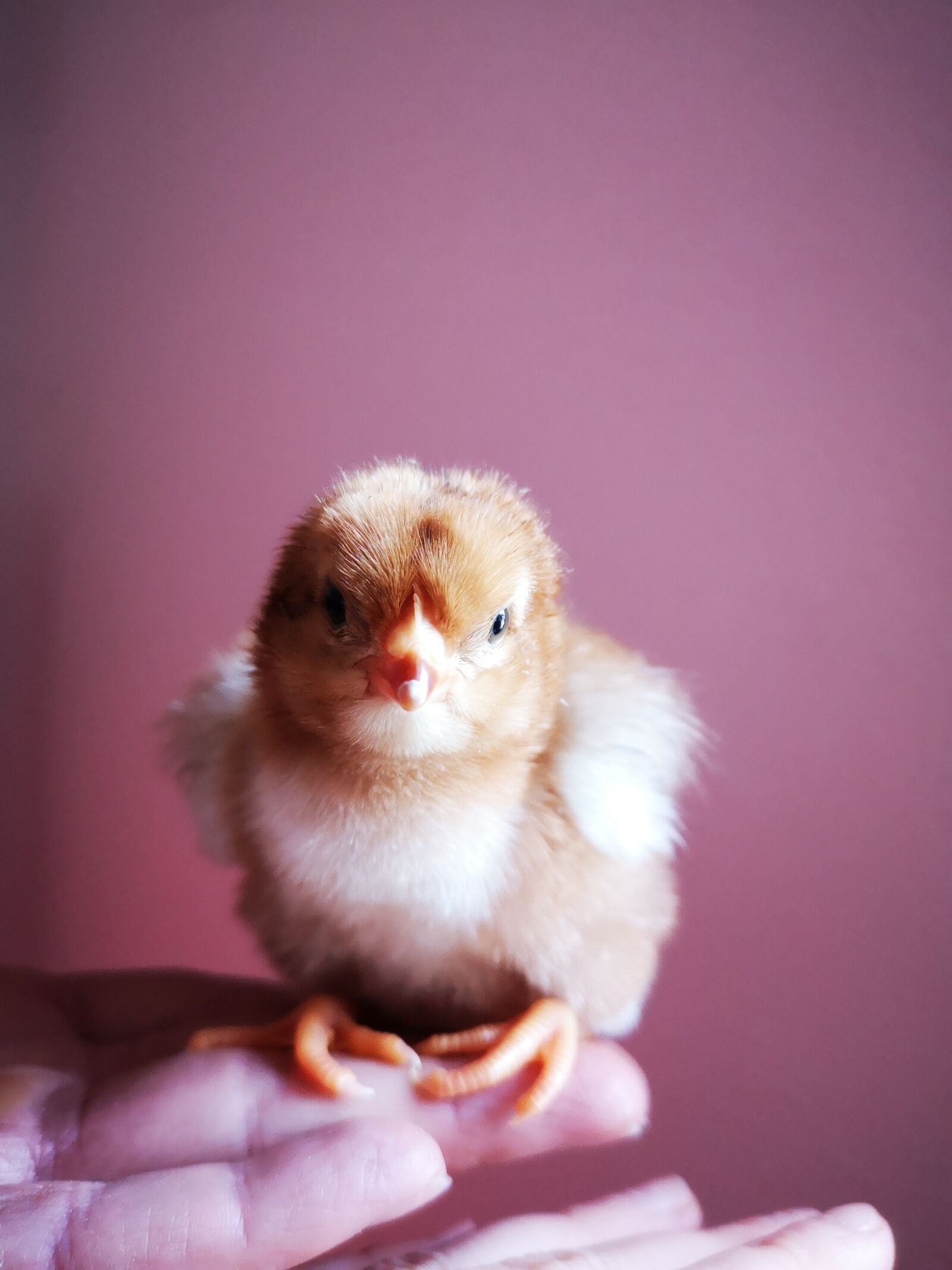 HUAWEI P20 sample photo. Chicks, bird, easter photography