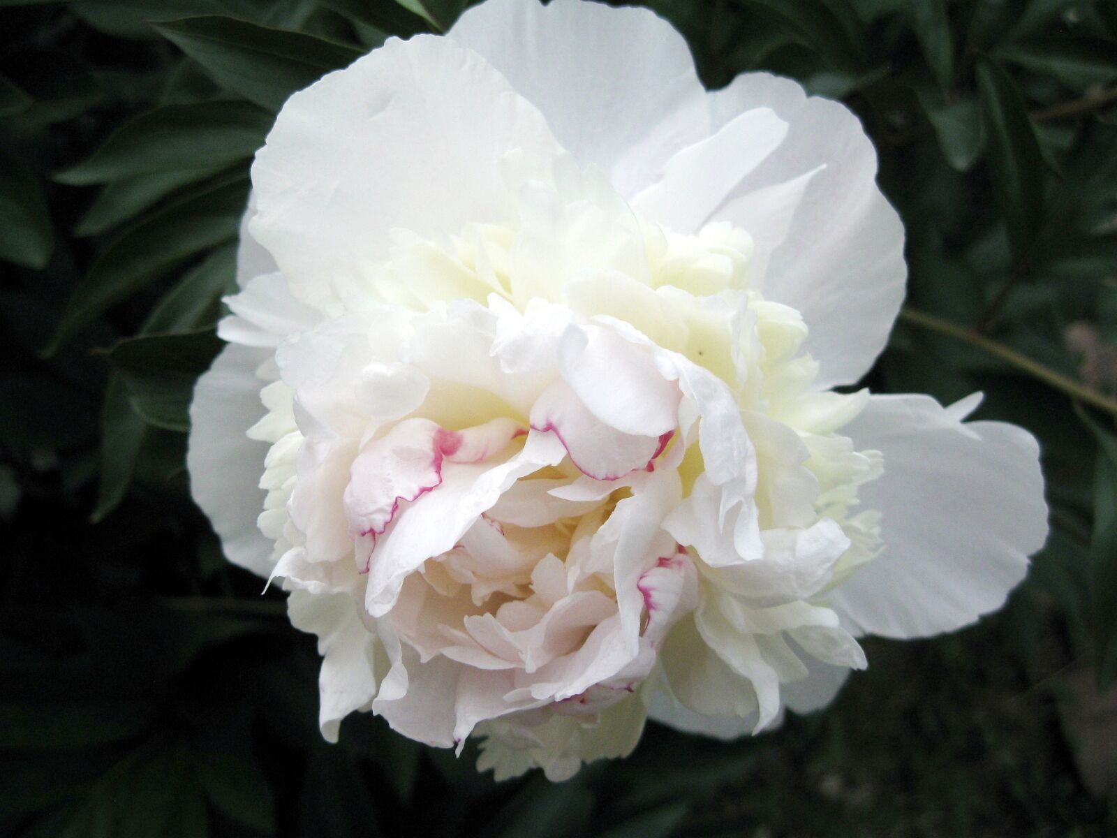 Canon PowerShot A590 IS sample photo. Autumn, garden, white photography
