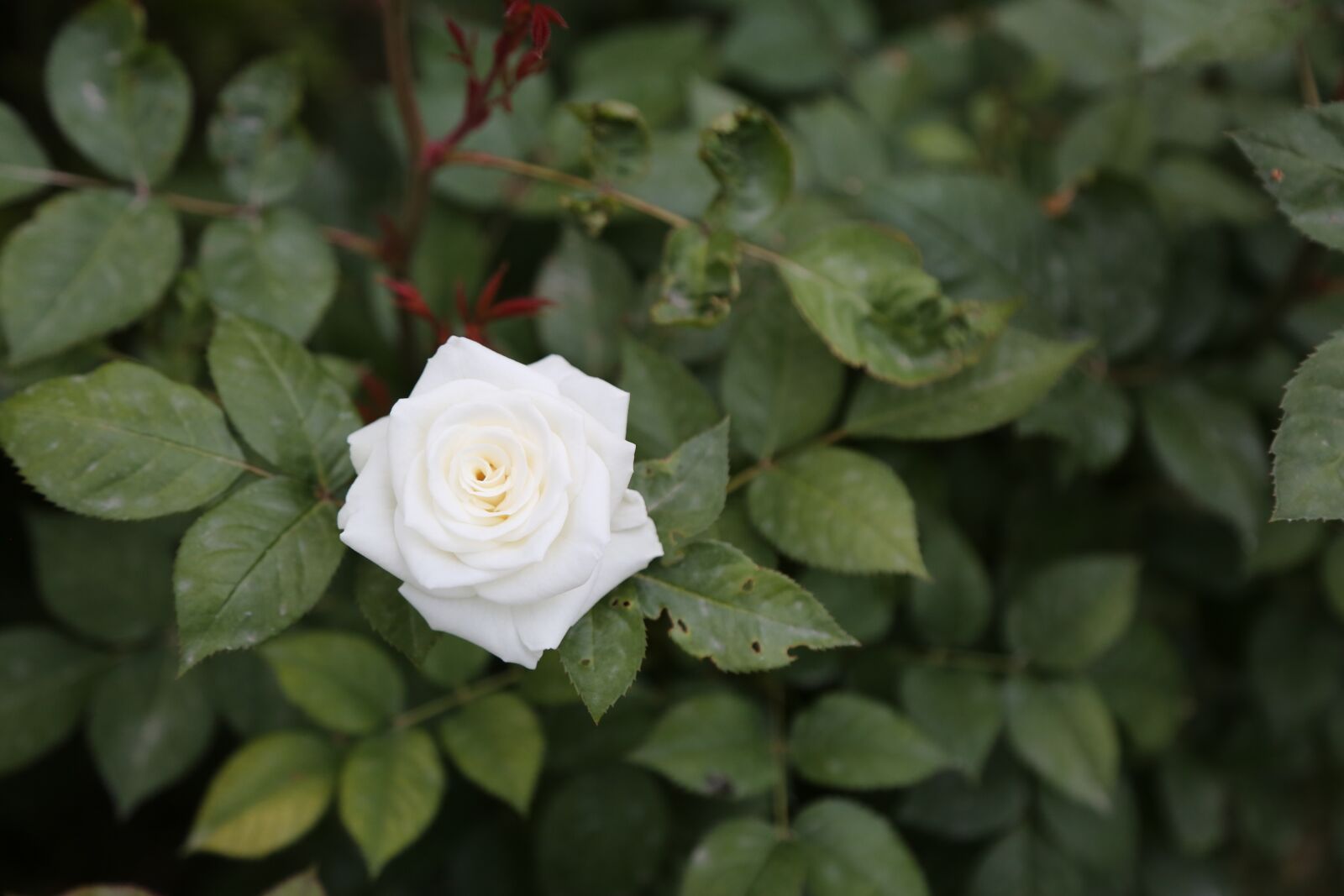 Canon EF 24-105mm F4L IS USM sample photo. Rose, white rose, flower photography