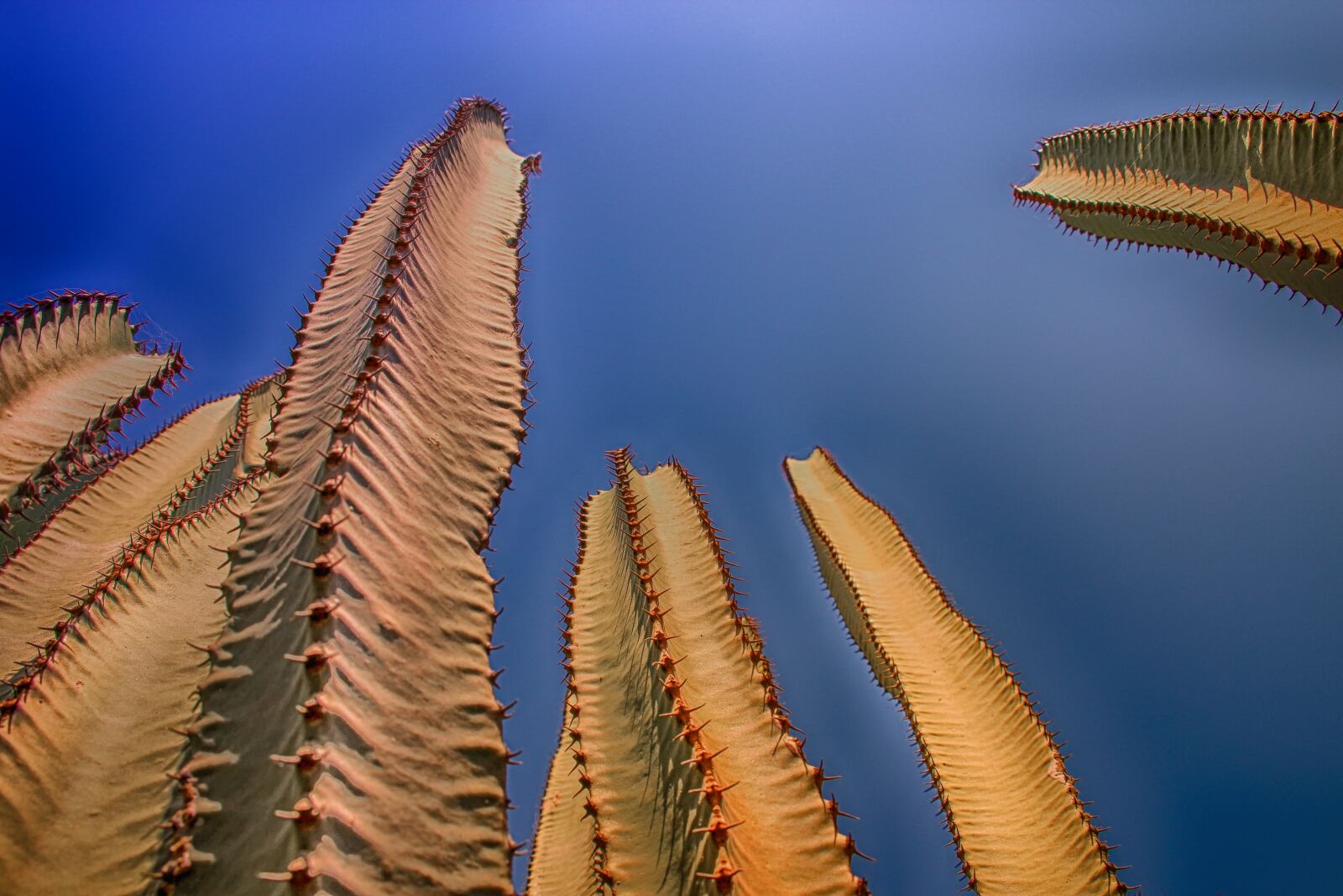 Canon EOS 650D (EOS Rebel T4i / EOS Kiss X6i) sample photo. Cactus, plant, nature photography