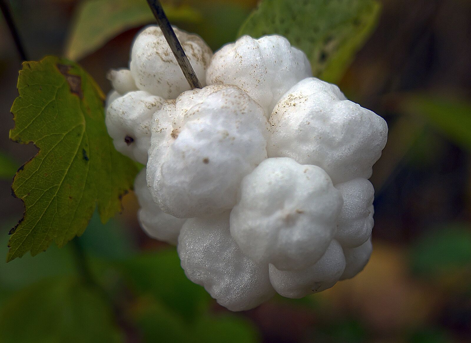 Panasonic Lumix DMC-FZ1000 sample photo. Snow berry, fruit, bang photography