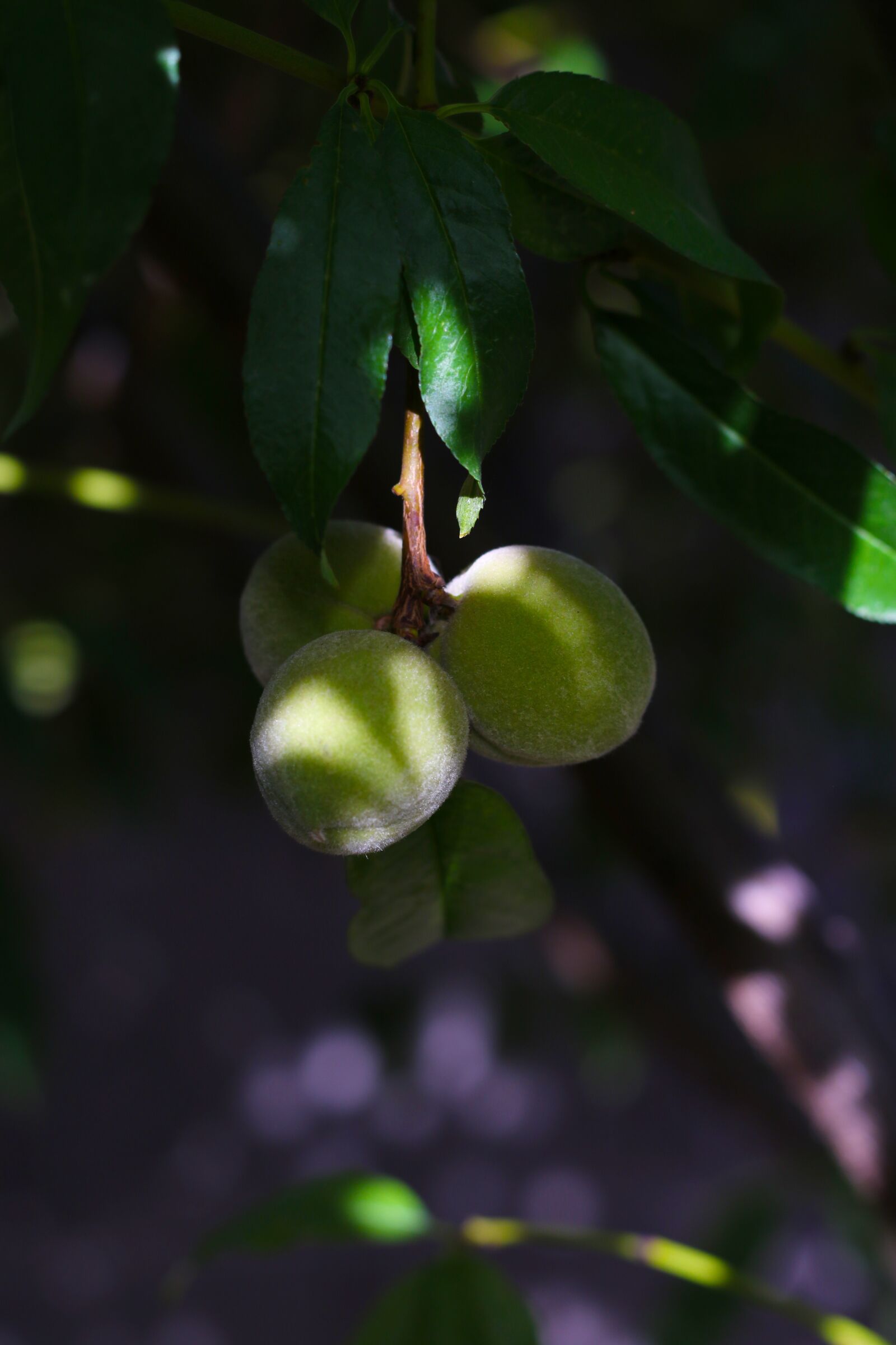 Canon EOS 7D Mark II sample photo. Peaches, blooming, growing photography