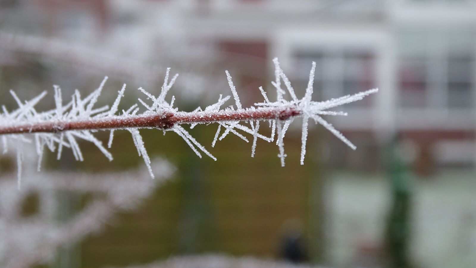 Sony Cyber-shot DSC-HX400V sample photo. Frost, branch, bush photography