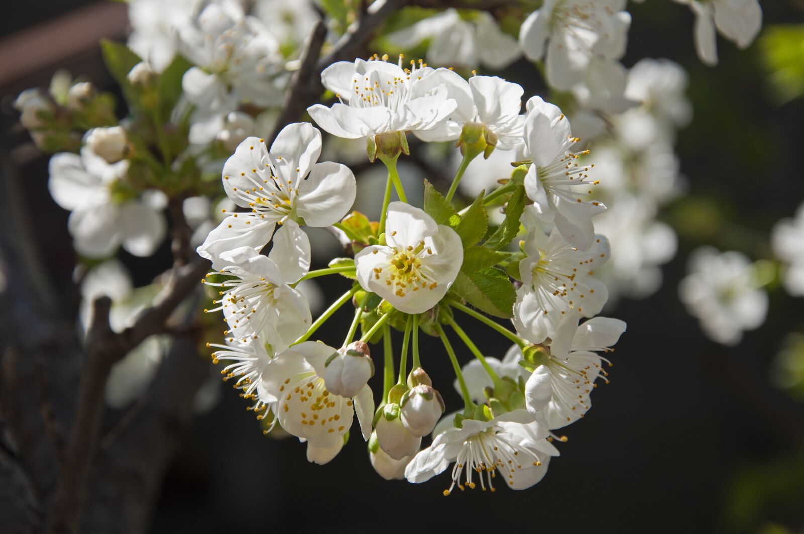 Nikon D90 sample photo. Cherry blossom, district, green photography