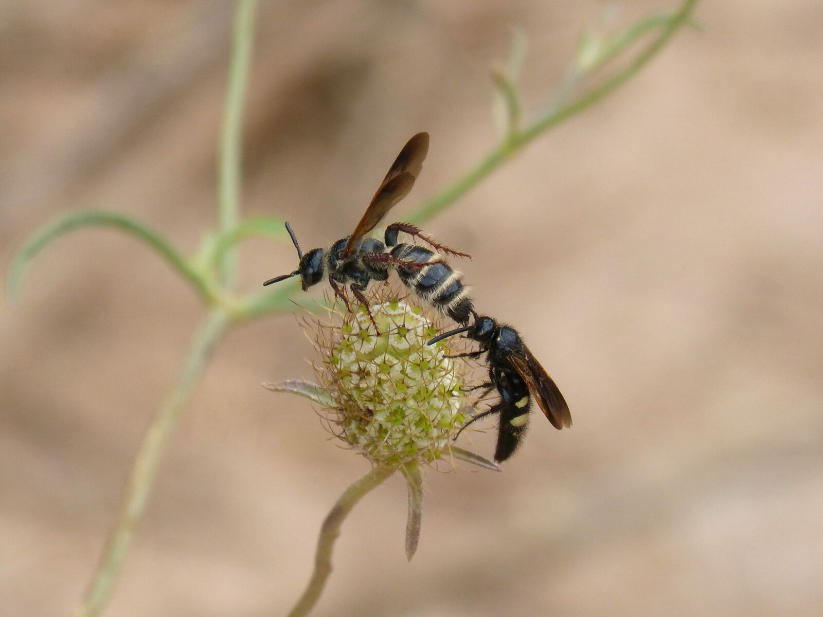 Panasonic DMC-FZ62 sample photo. Wasp, hornet, couple photography