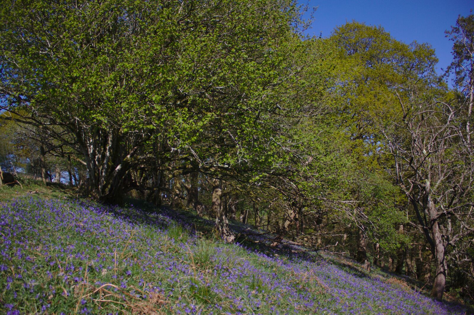 Canon EOS 50D sample photo. Bluebell woods, uk, spring photography