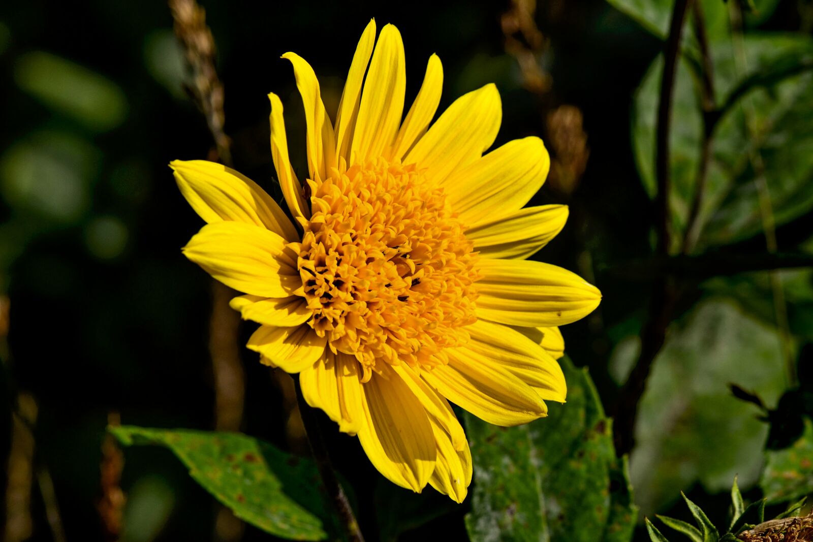 Nikon D3100 sample photo. Fall anemone, yellow, flower photography