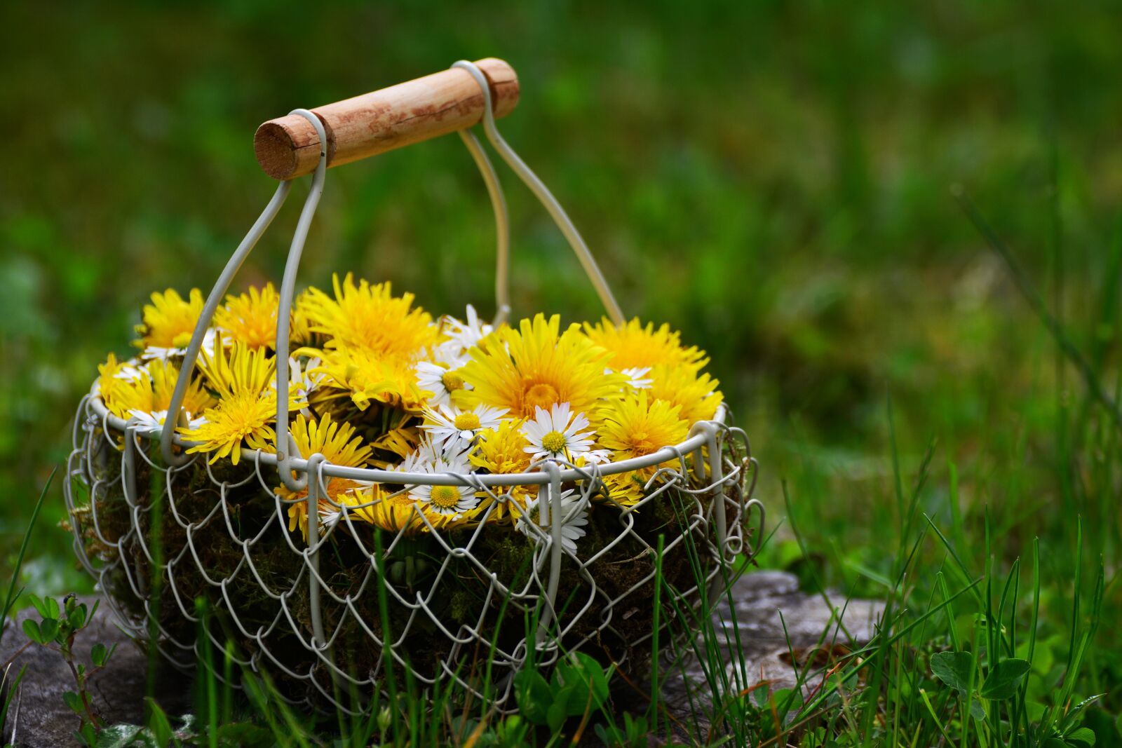 Nikon D5200 sample photo. Dandelion, daisy, flowers photography
