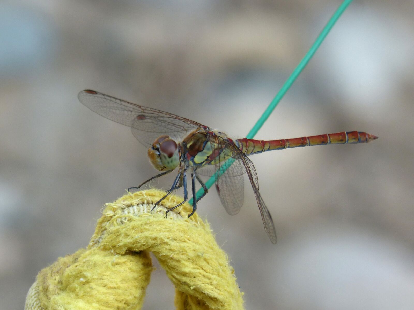 Panasonic DMC-FZ62 sample photo. Red dragonfly, rope, detail photography