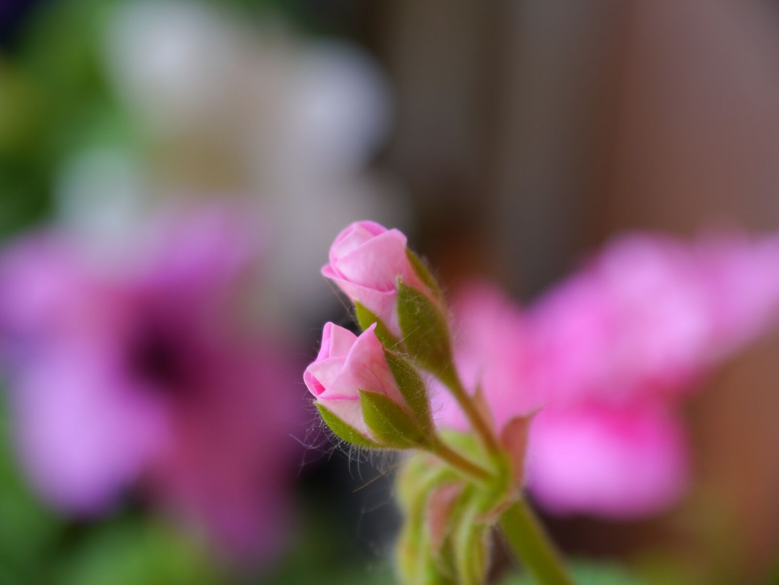 Panasonic Lumix DMC-G3 sample photo. Plant, flower buds, flora photography