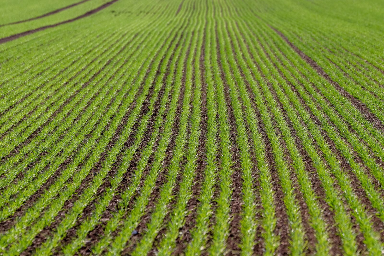 Canon EOS 800D (EOS Rebel T7i / EOS Kiss X9i) sample photo. Arable, green, growth photography