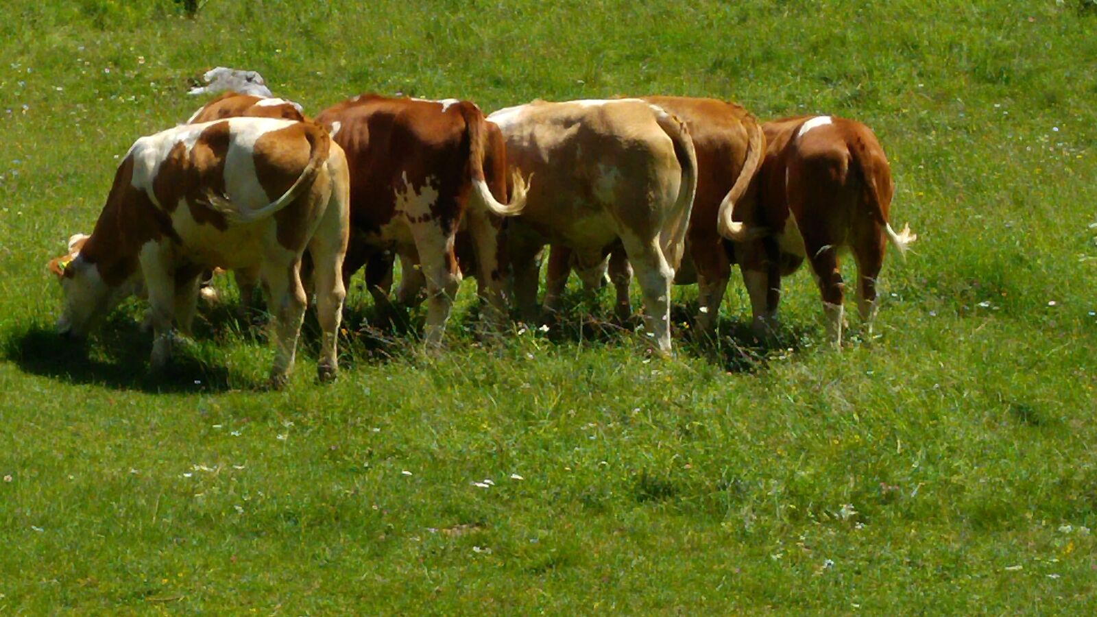 LG G4 sample photo. Nature, alm, cows photography