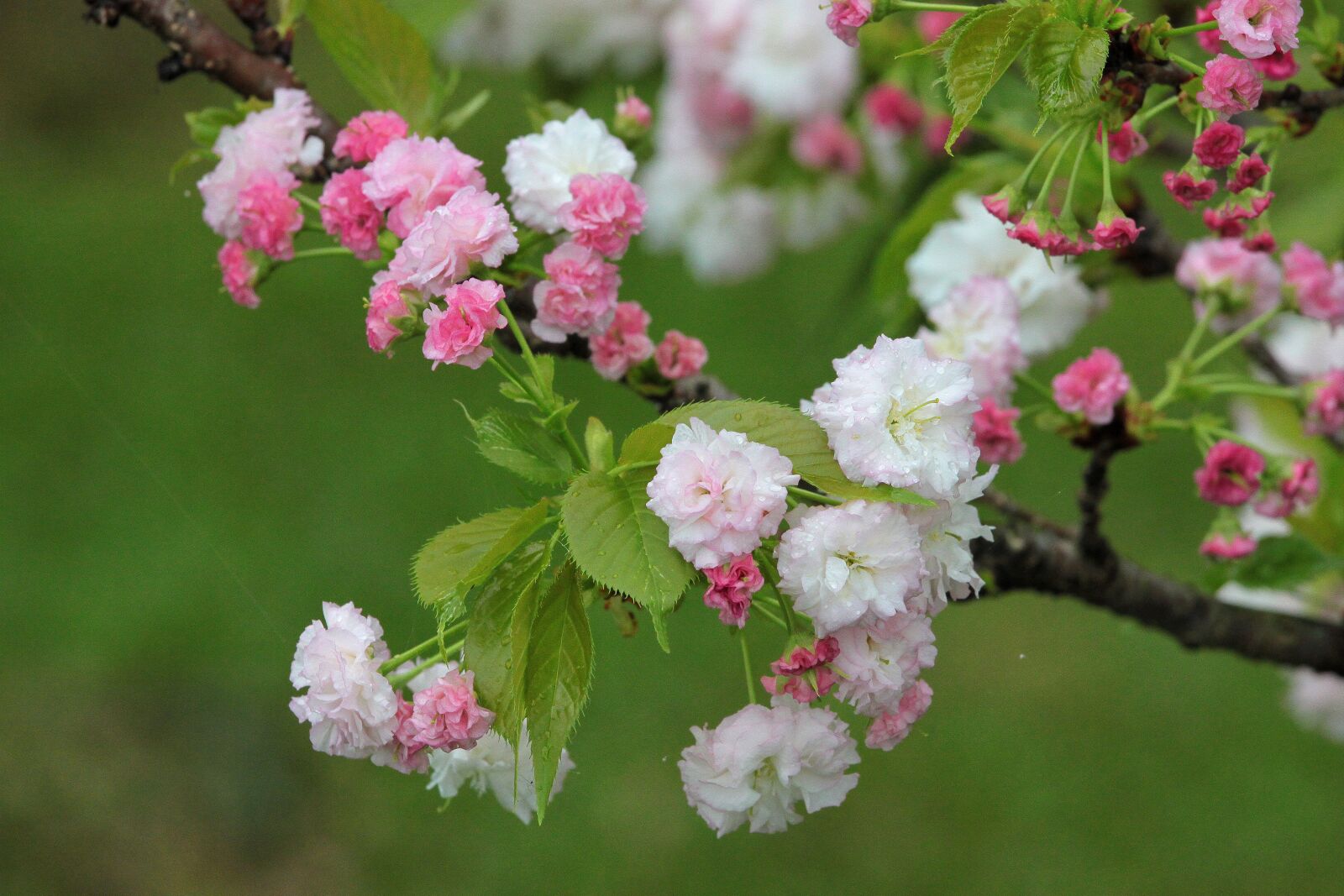 Canon EOS 500D (EOS Rebel T1i / EOS Kiss X3) sample photo. Plant, cherry blossoms, chrysanthemum photography