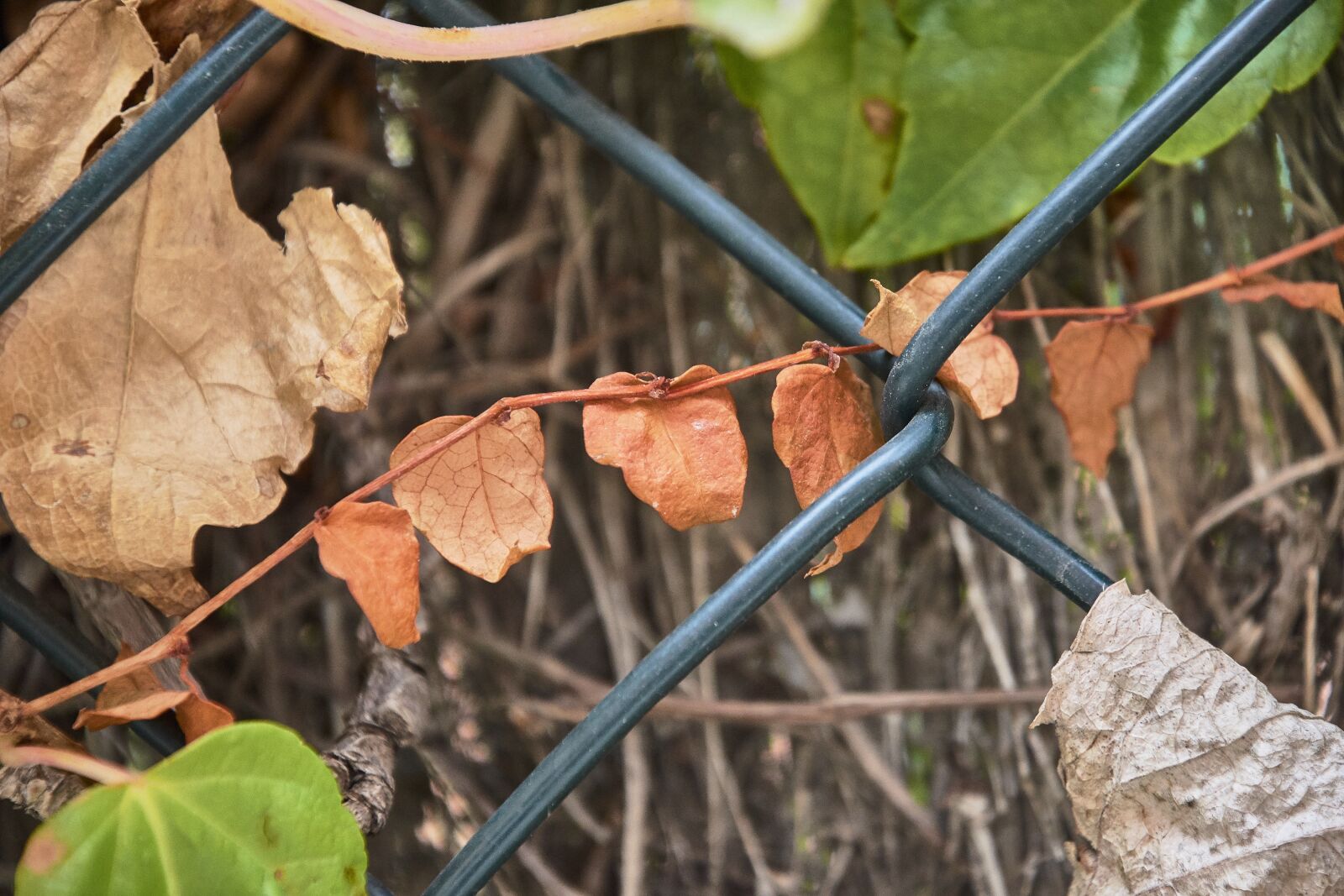 Nikon D7200 sample photo. Autumn, leaves, red photography