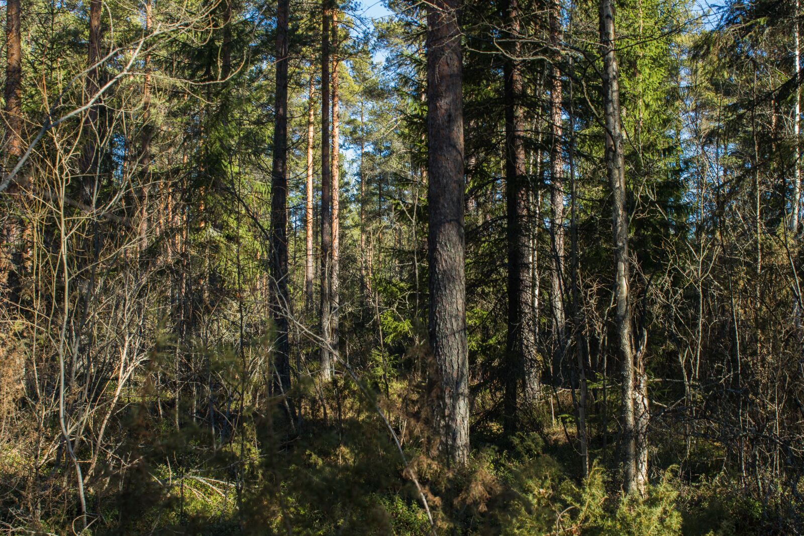 Canon EOS 650D (EOS Rebel T4i / EOS Kiss X6i) sample photo. Forest, dense forest, nature photography