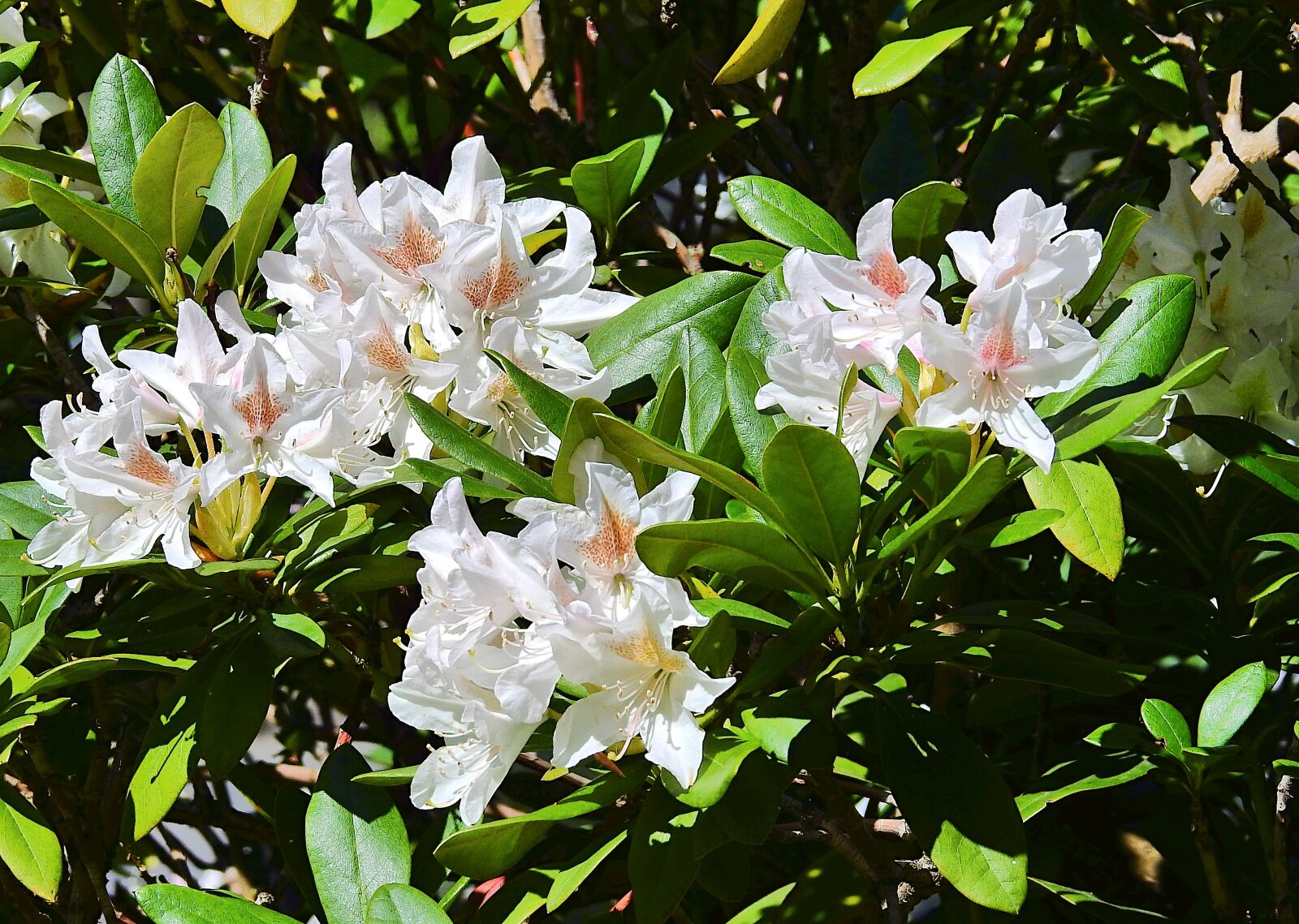 Nikon Coolpix P900 sample photo. Flowers, beauty, spring photography