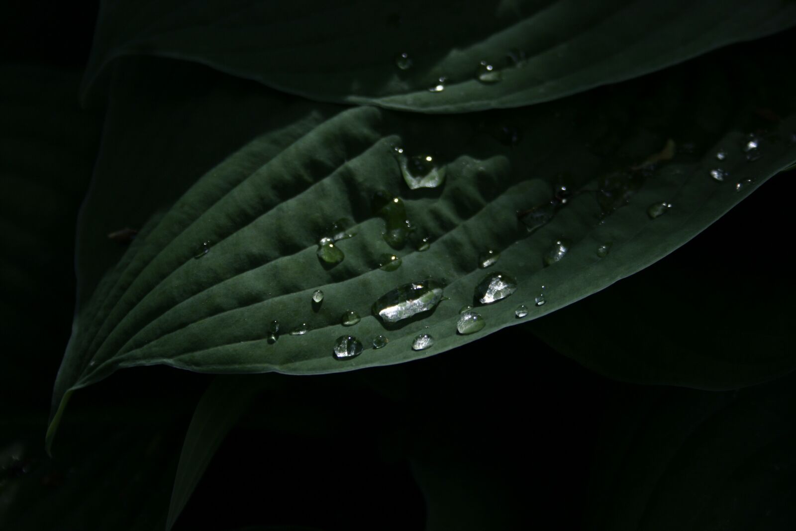 Canon EOS 350D (EOS Digital Rebel XT / EOS Kiss Digital N) sample photo. Leaf, green, nature photography