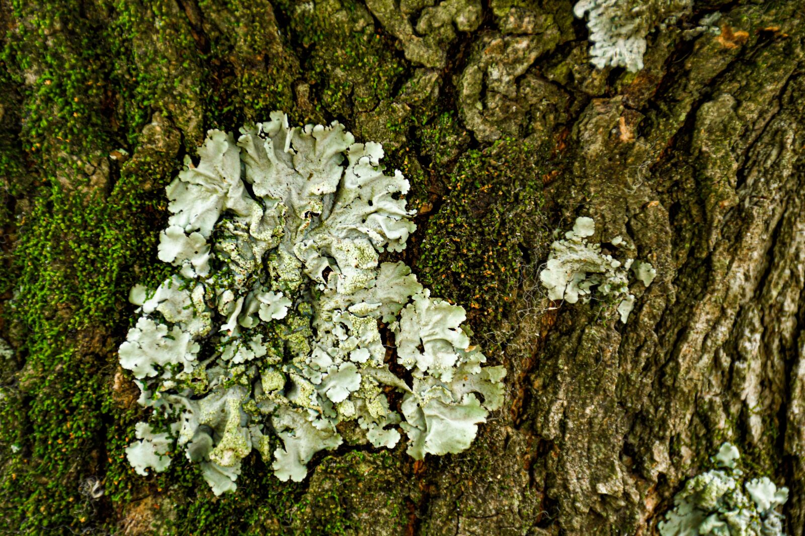 Nikon D7500 sample photo. Moss, texture, bark photography