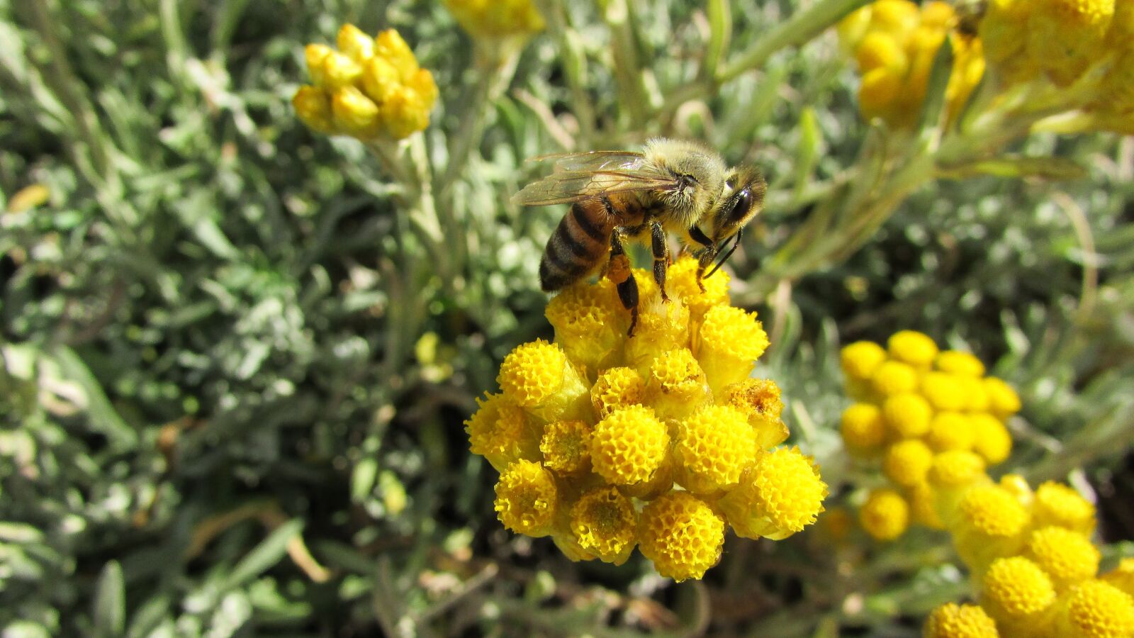 Canon PowerShot SX400 IS sample photo. Bee, insect, nature photography
