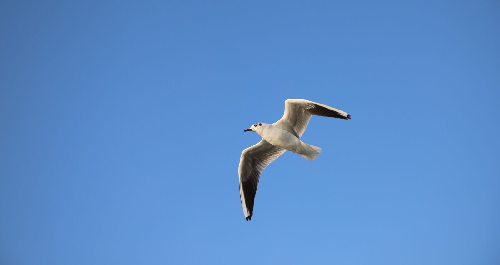 Canon EOS 6D Mark II sample photo. Seagull, bird, animal photography