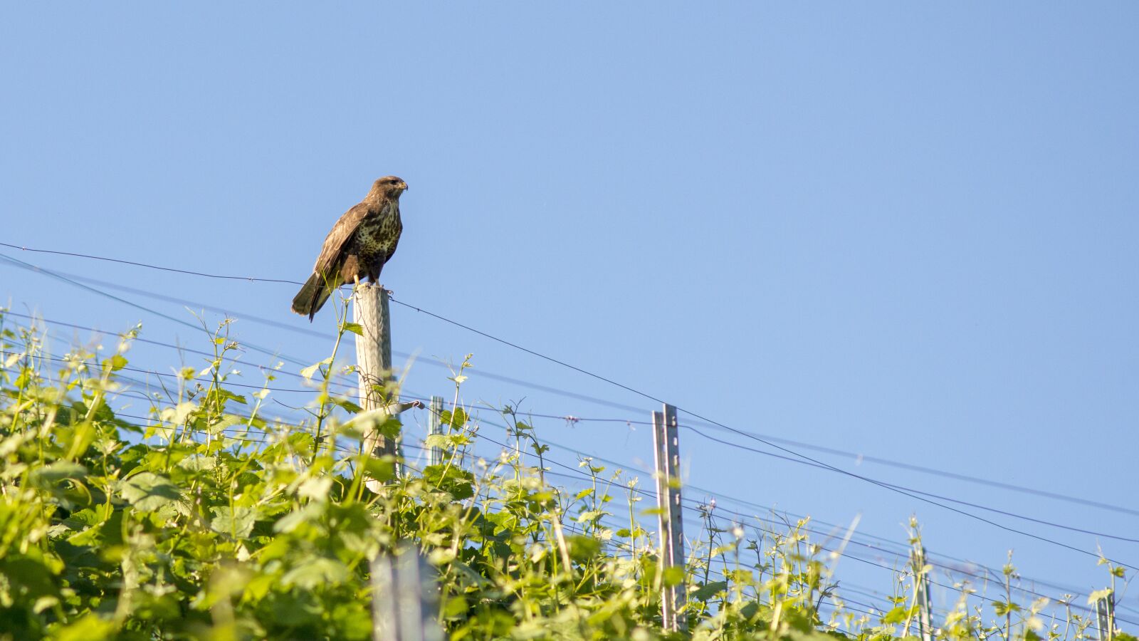 Nikon D800E sample photo. Eagle, bird, grape photography