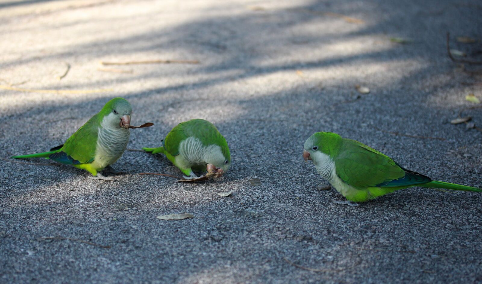 Canon EF-S 60mm F2.8 Macro USM sample photo. Parrot, green, birds photography