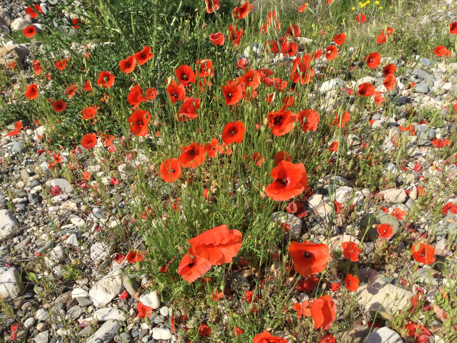 Apple iPad Air 2 sample photo. Poppies, spring, red photography
