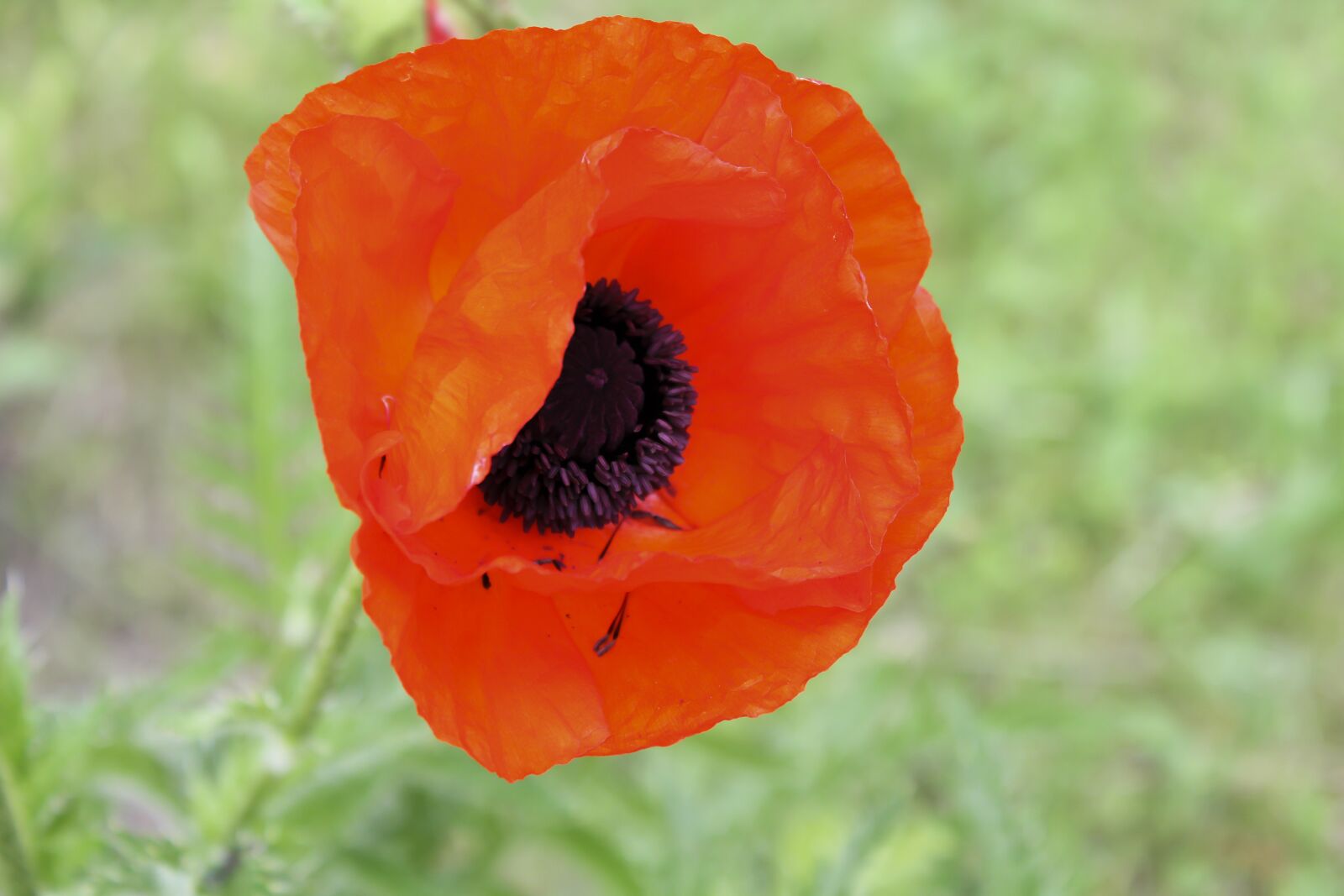 Canon EOS 600D (Rebel EOS T3i / EOS Kiss X5) sample photo. Flower, mack, red photography
