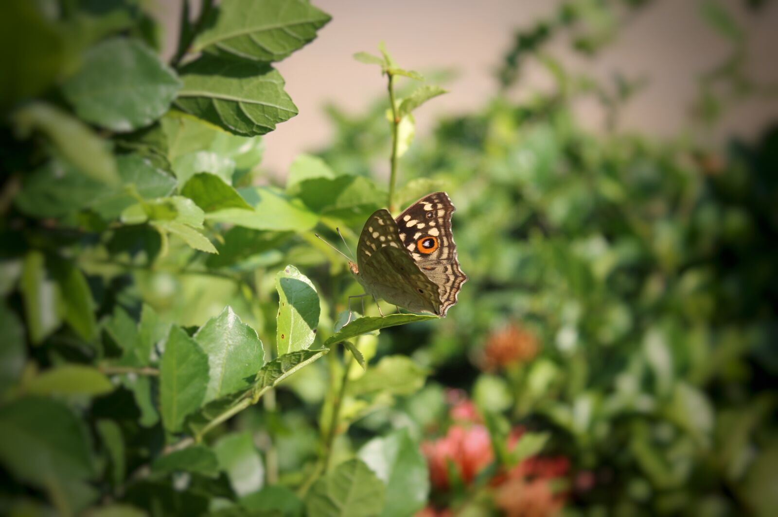 Canon EOS 1100D (EOS Rebel T3 / EOS Kiss X50) sample photo. Butterfly, nature, leaf photography