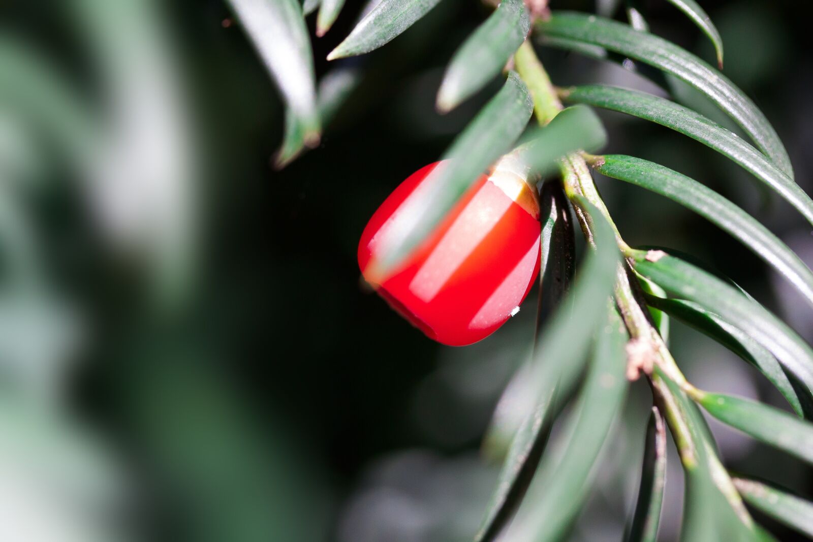 Canon EOS 50D sample photo. Yew, taxus, plant photography