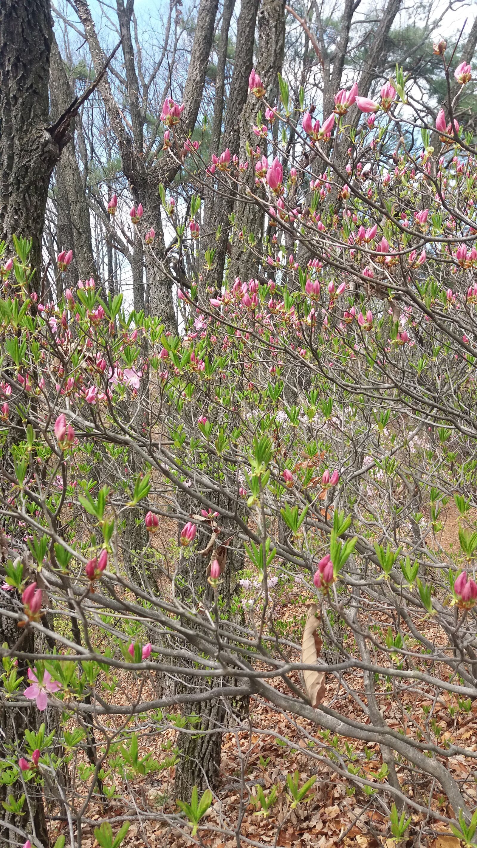 Samsung Galaxy J5 sample photo. Plants, mountain azaleas, spring photography