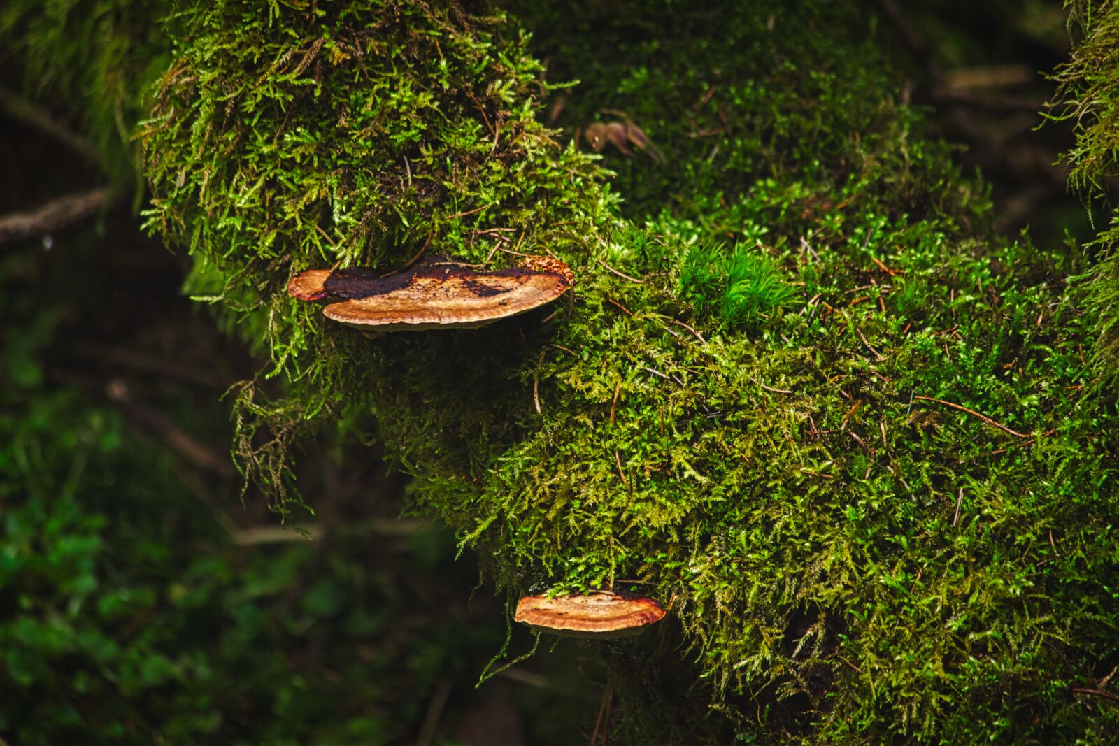 Canon EOS 600D (Rebel EOS T3i / EOS Kiss X5) sample photo. Moss, forest, mushrooms photography