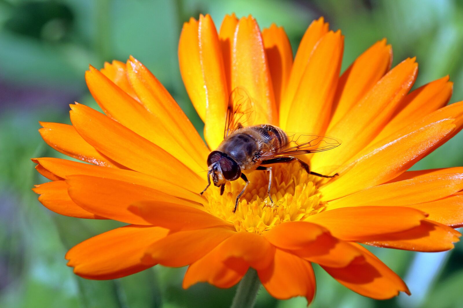 Canon EOS 650D (EOS Rebel T4i / EOS Kiss X6i) sample photo. Marigold, calendula, orange photography