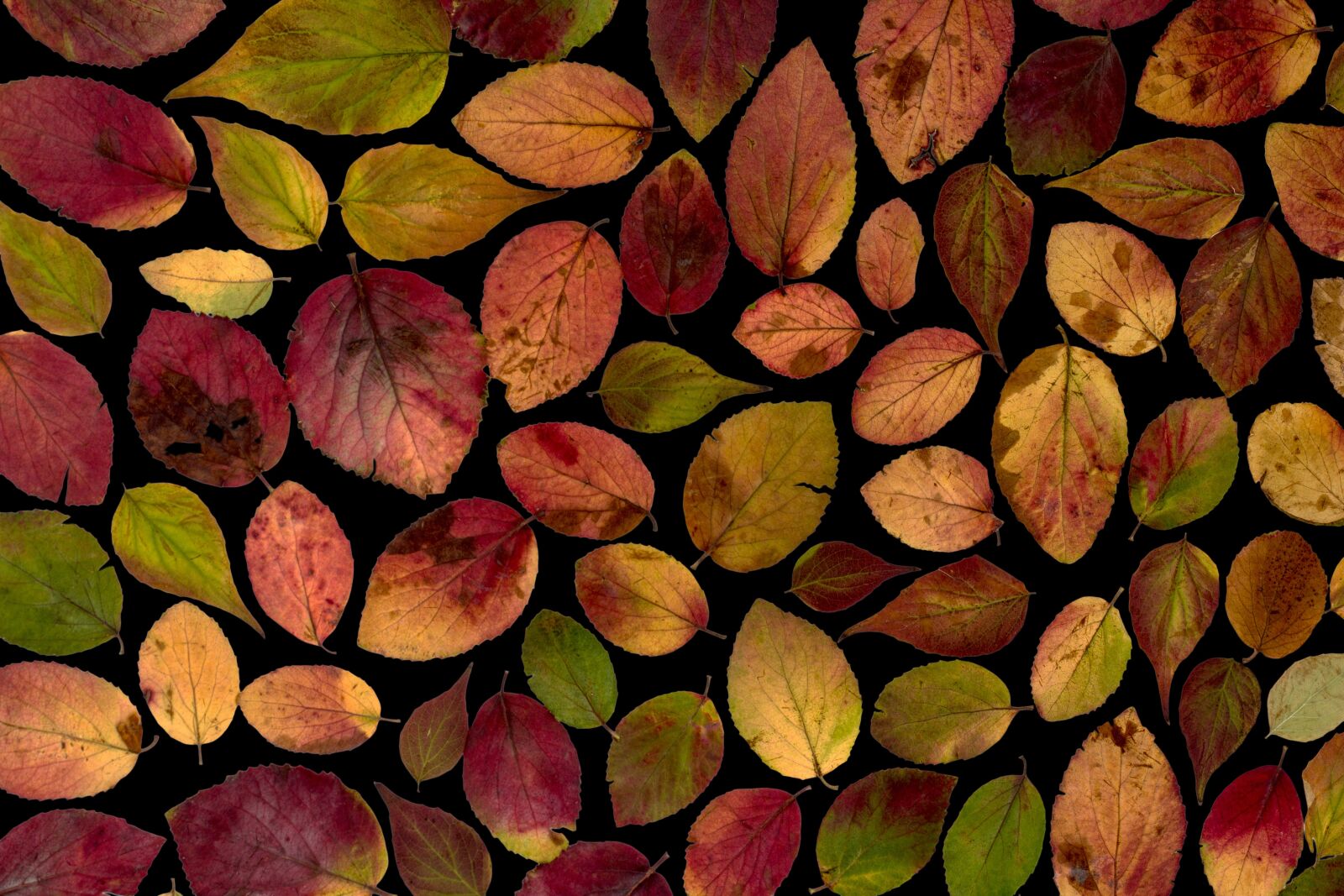Canon EF-S 60mm F2.8 Macro USM sample photo. Leaves, true leaves, maple photography