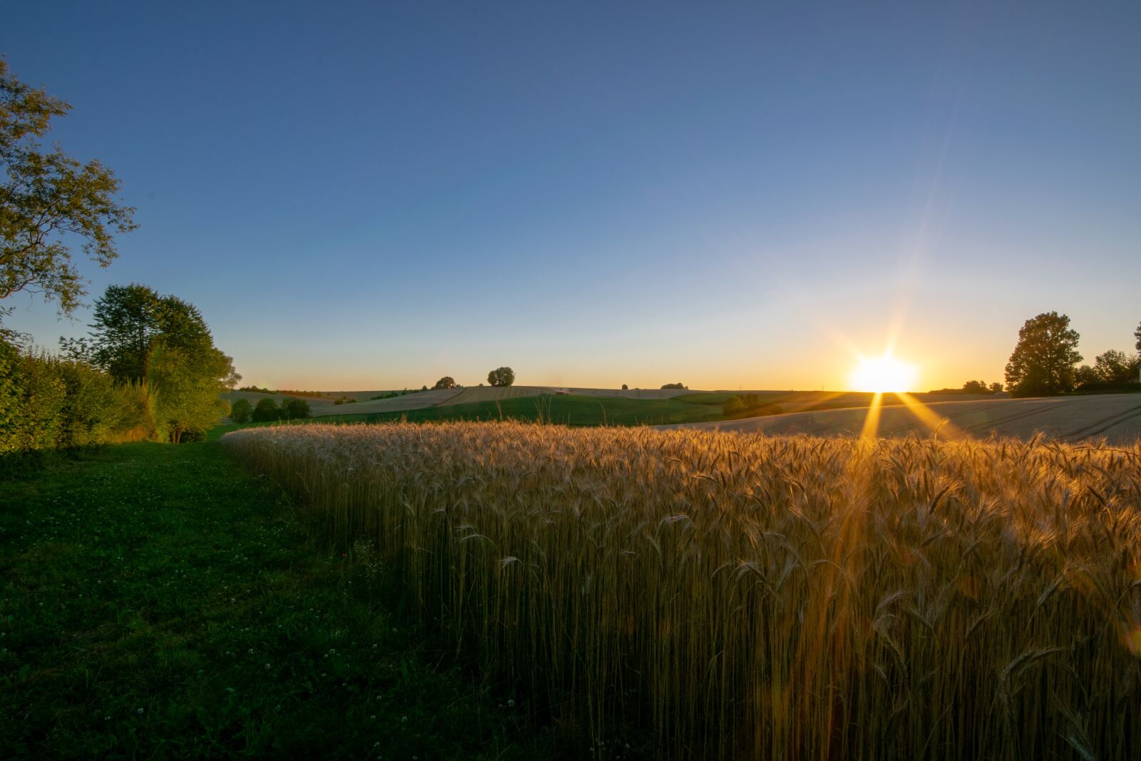 Nikon D5300 sample photo. Wheat field, summer, wheat photography