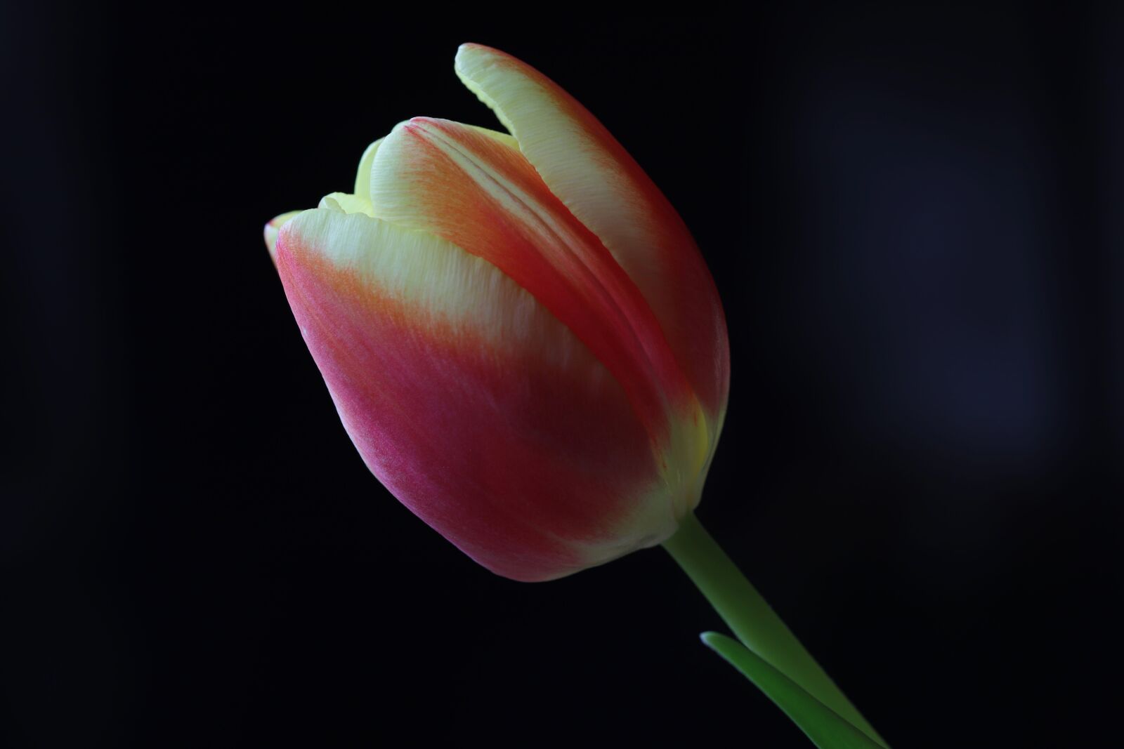 Canon EOS 6D Mark II sample photo. Flower, tulip, pink photography