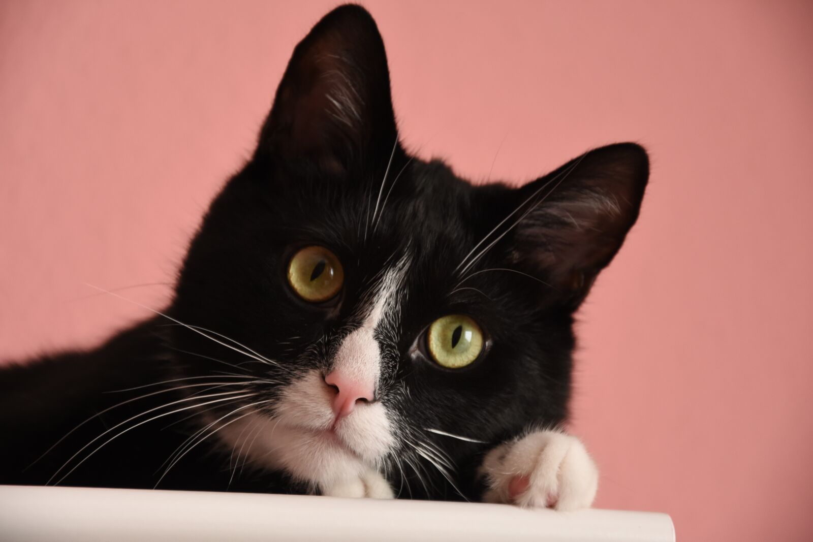 Nikon D7200 sample photo. Cat, sweet, pet photography