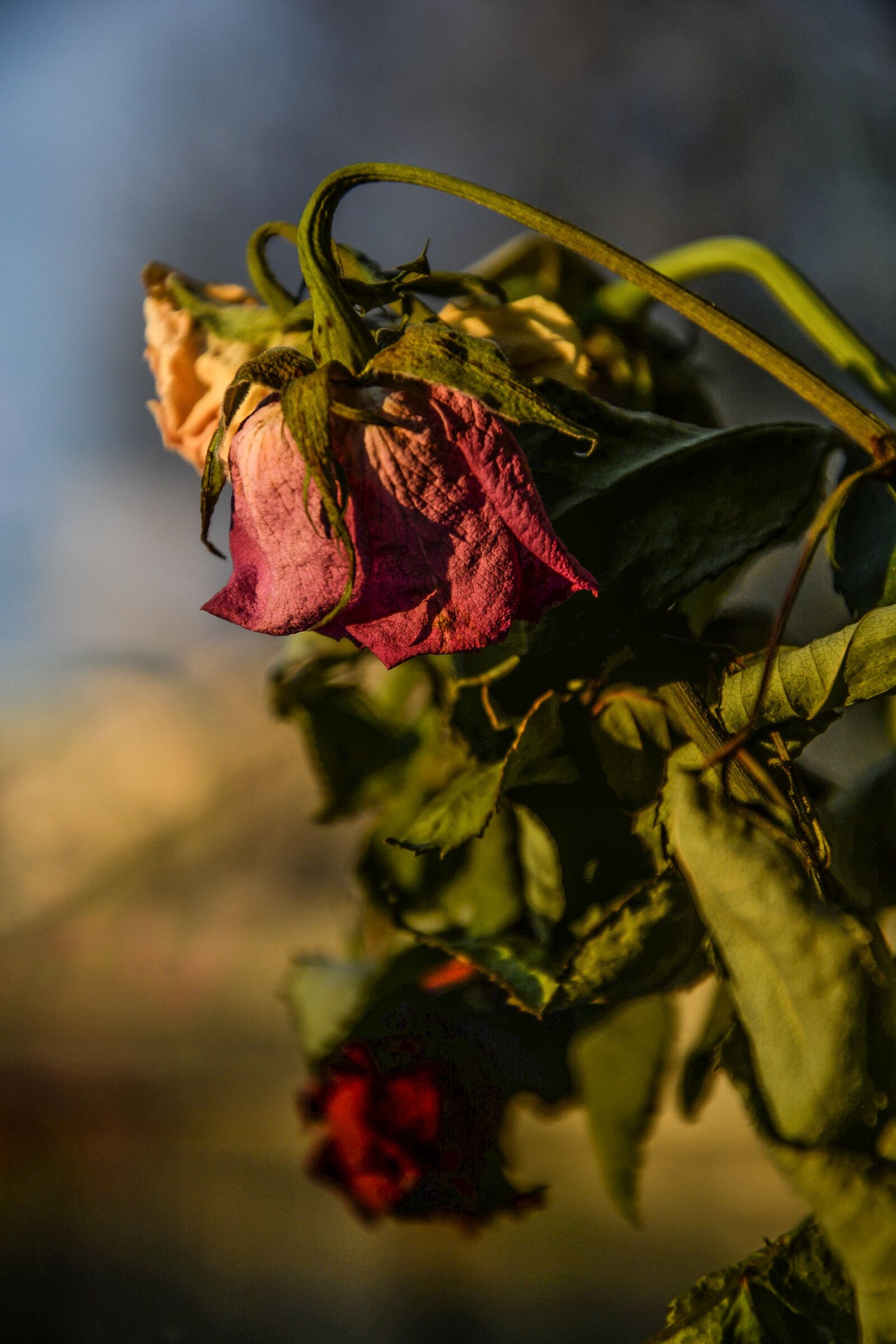 Nikon D5200 sample photo. Roses, dry, dead photography