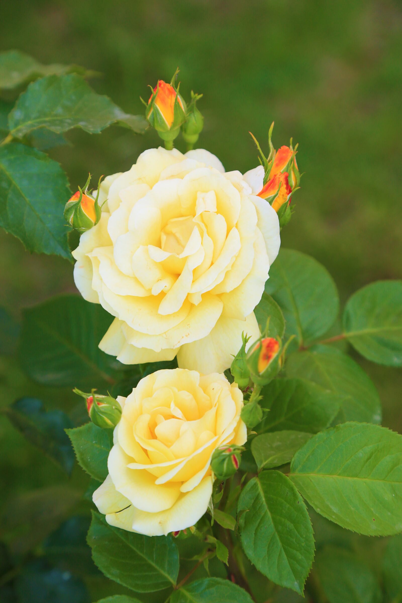 Canon EF 24-105mm F4L IS USM sample photo. Rose, spring, flower photography