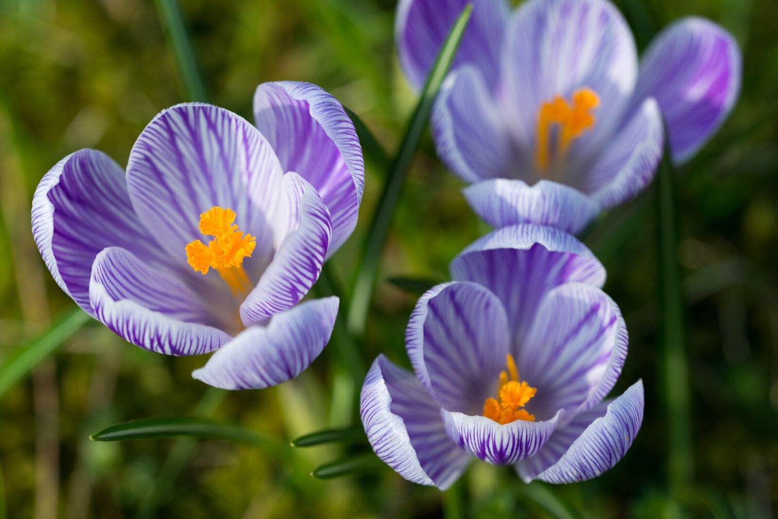 Nikon D800 sample photo. Crocus, blossom, bloom photography