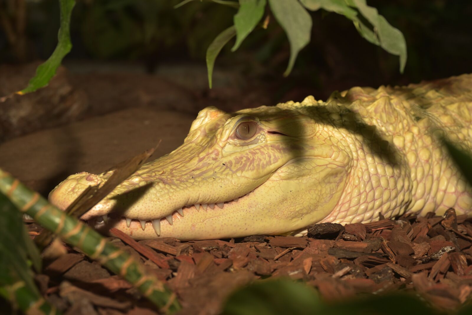 Nikon D750 sample photo. Reptile, nature, animal world photography