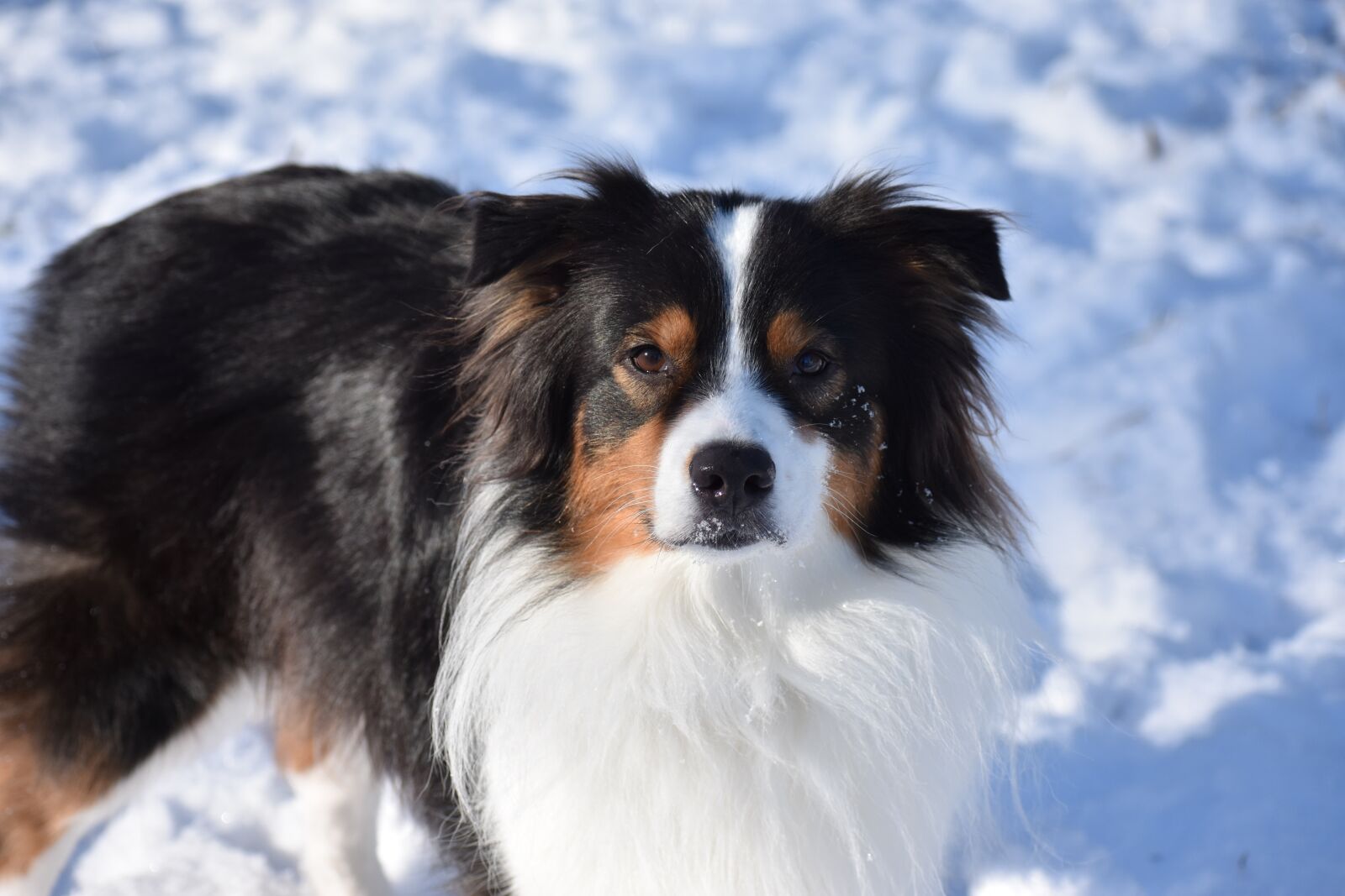 Nikon D3400 sample photo. Dog, pet, aussie photography