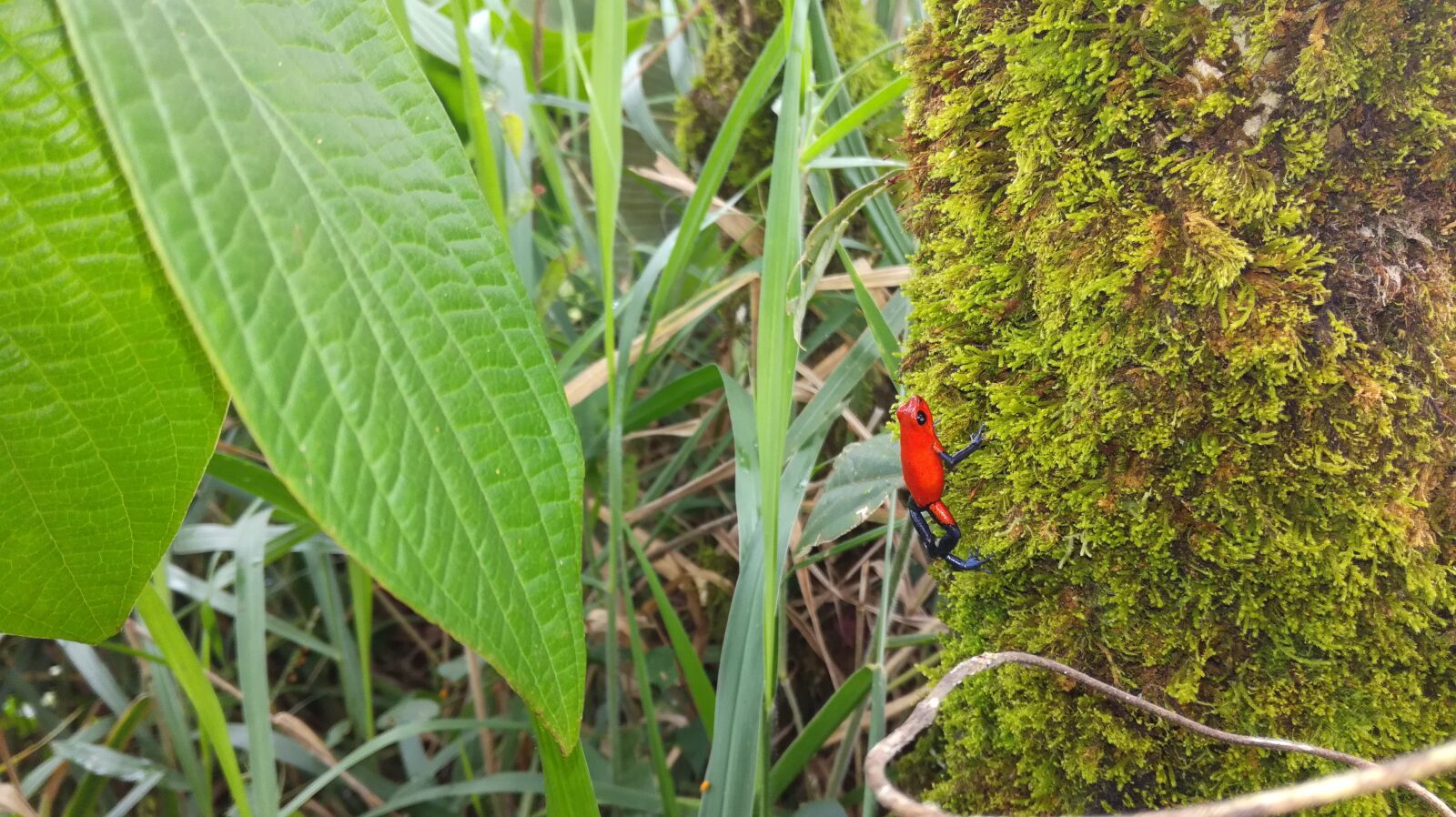 HUAWEI GT3 sample photo. Costa rica, encourages, insect photography